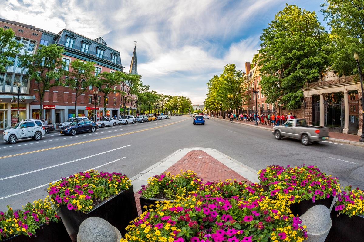 Harvard Sq. flowers